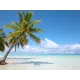Fake Bahamas Drivers License (1)